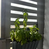 Фикус, юкка, дубы, перцы, базилик в горшке 5