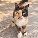 Кошечка Вуса ищет дом 1