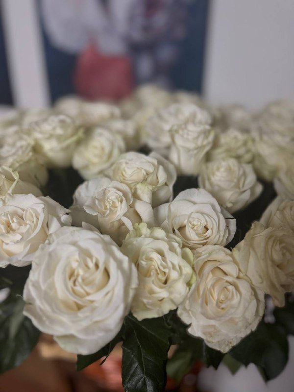 Красные и белые розы 2