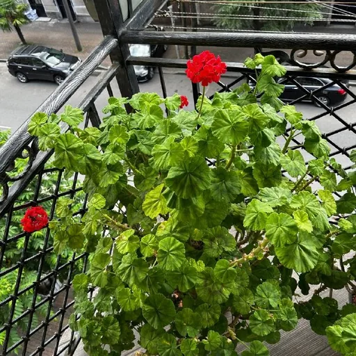 Комнатные растения, герань