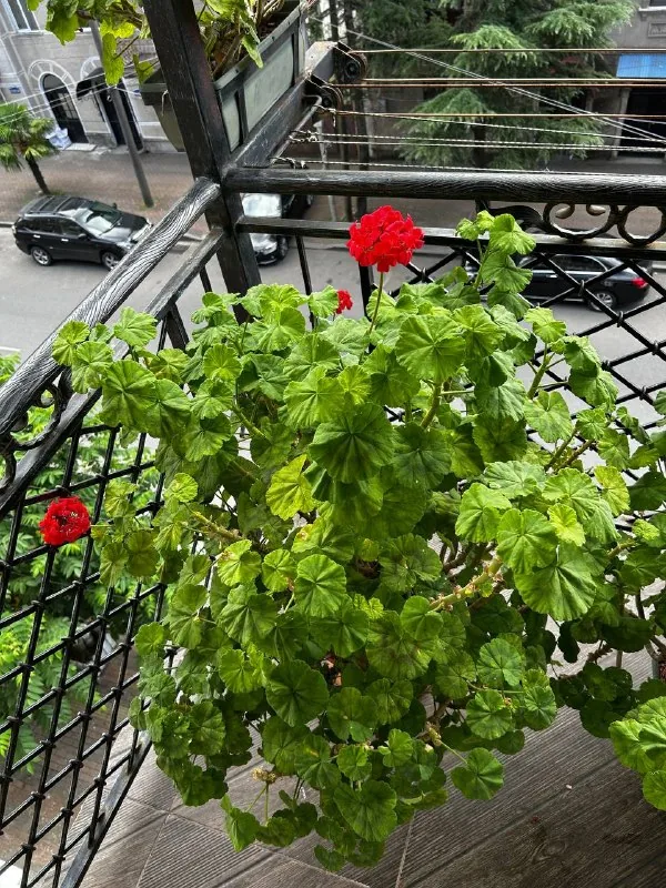 Комнатные растения, герань 1