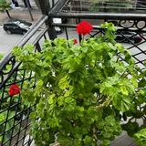Комнатные растения, герань 1