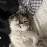 Котенок Олег 3