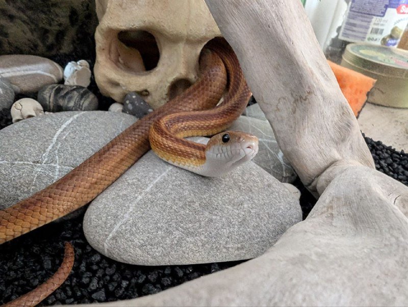 Маисовый полоз с террариумом и аксессуарами 2