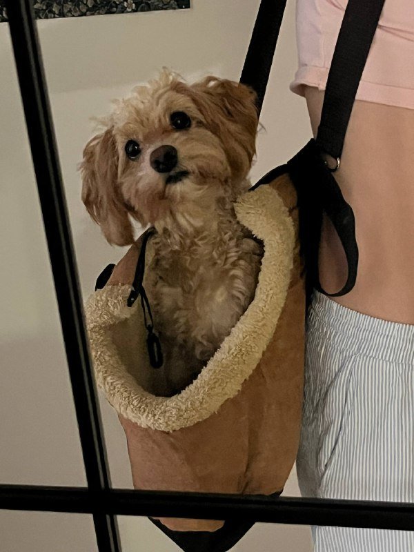 Сумка-переноска мягкая и теплая для собак