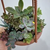 Суккуленты, монстера, калатея 9