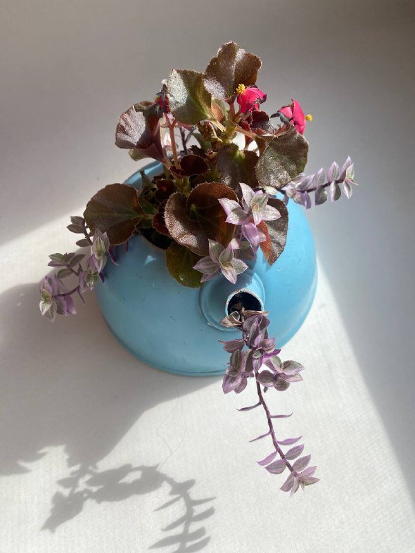 Живая цветочная композиция в винтажном чайнике