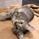 Котёнок ищет дом 7