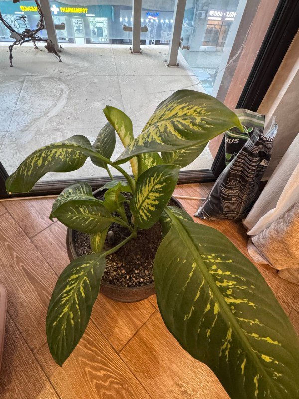 Растение Дифенбахия 30 см