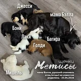 Щенки в добрые руки 2