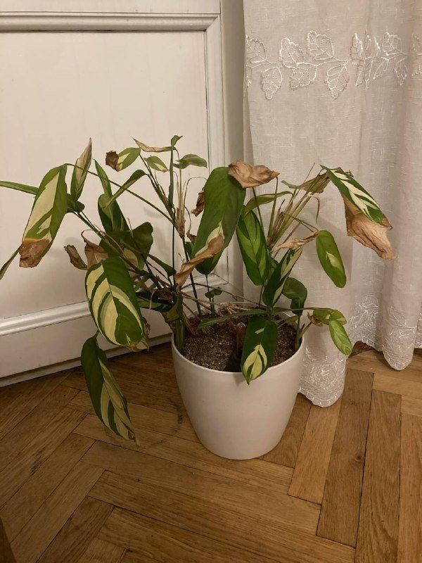 Домашние растения: Драцена Маргината, Сингониум 2