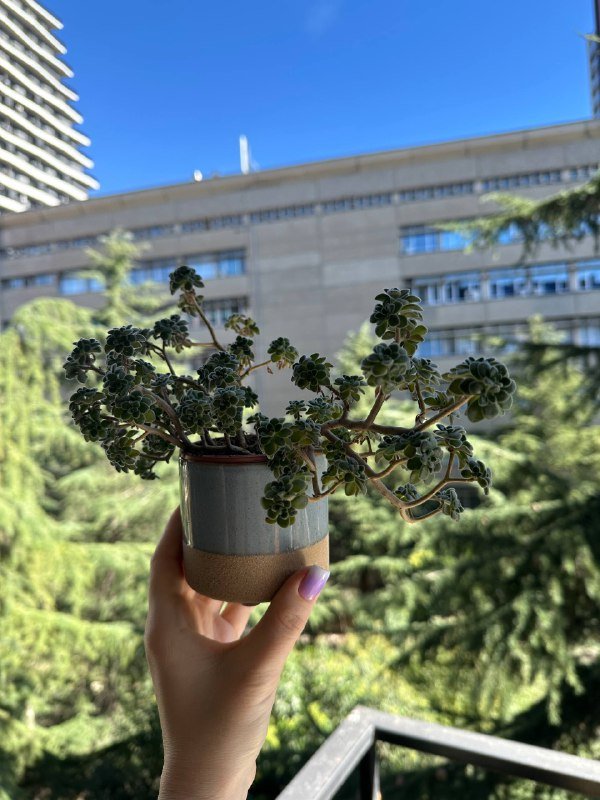 Аихризон 'дерево любви' в горшке