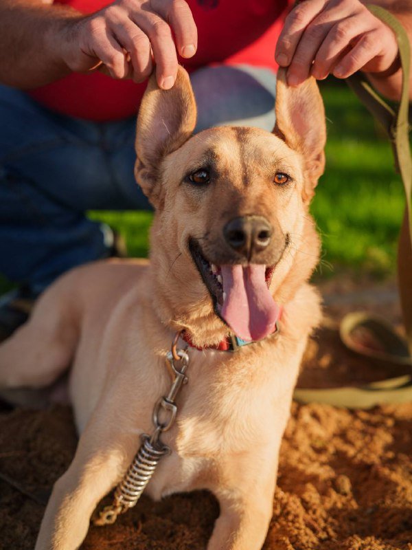 Собака Кали ищет дом 5