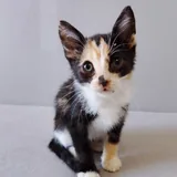 Котенок Ариэль 3