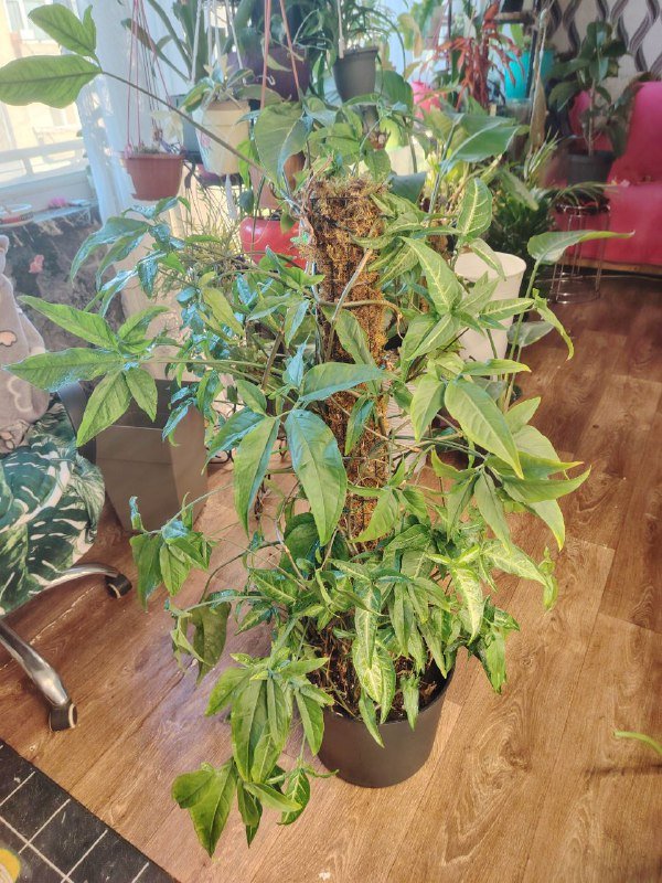 Сингониум ушколистный, Филодендрон Майо, Филодендрон неон, Калатея, Сциндапсус, Стрелиция Николая