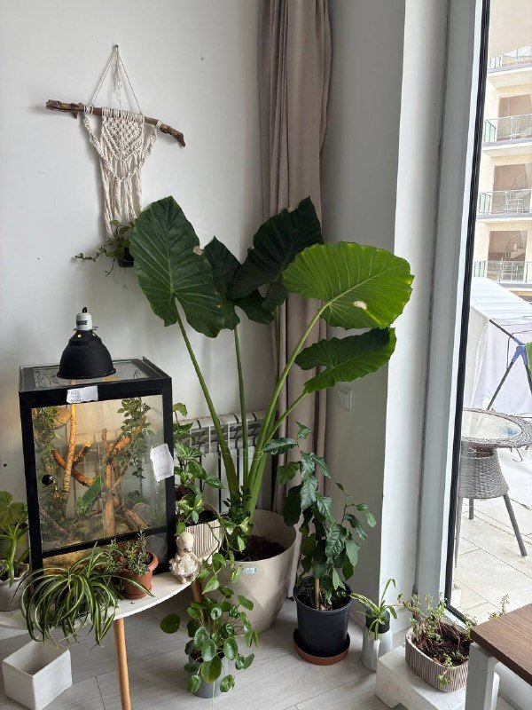 Домашнее растение гигант