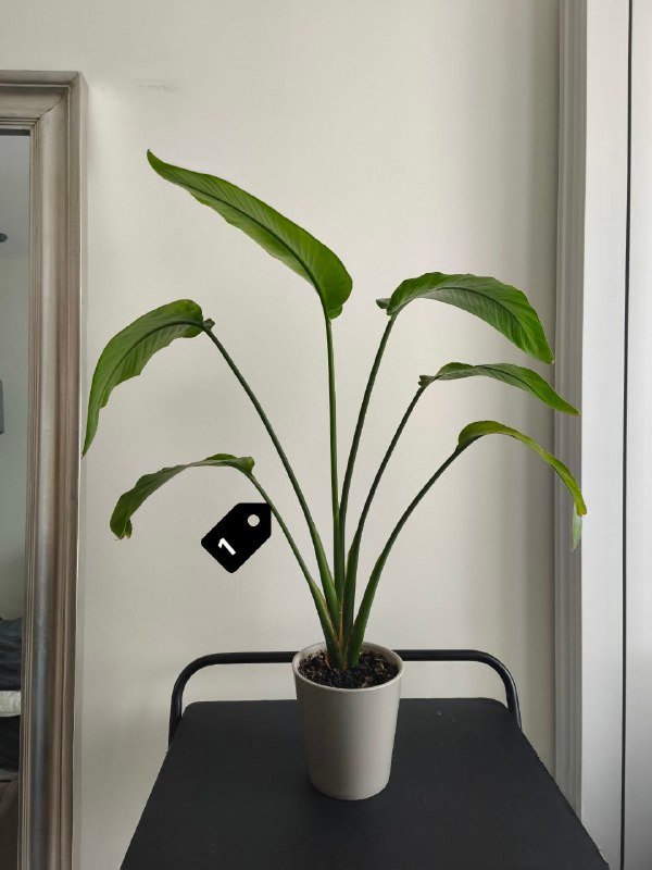 Стрелиция Николая, Замиокулькас, Монстера, Филодендроны и др.