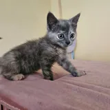 Котёнок Вафелька 2