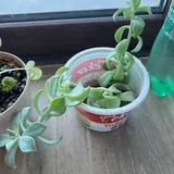Комнатные цветы, алое, пеперомия, суккулент 4