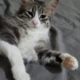 Кошка Белка 8