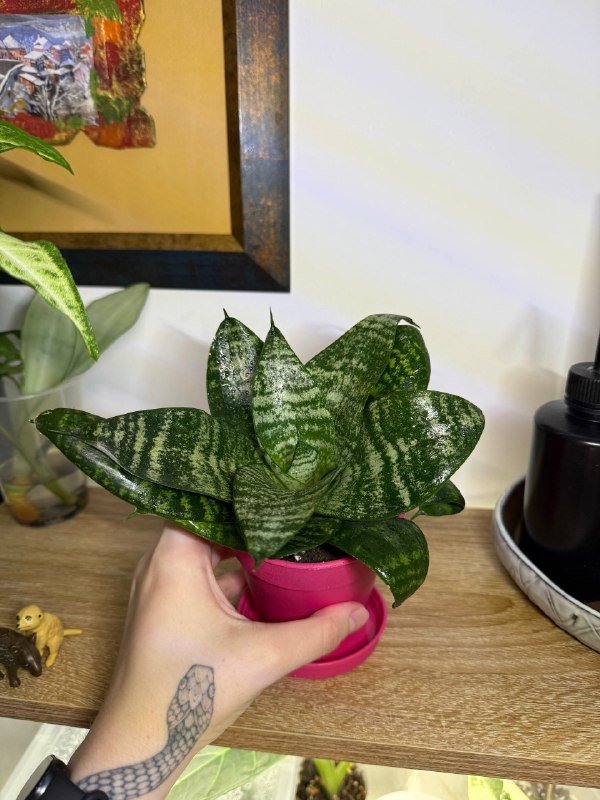 Комнатные растения с горшками 4