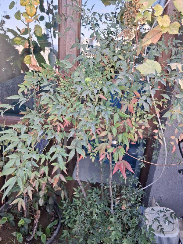 Лимон, Камелия, Можжевельник, Виноград, Нандина, Роза, Олеандр, Авокадо, Мушмула, Аукба, Кипарисовик, Фикус микрокарпа, Каркас качели 3