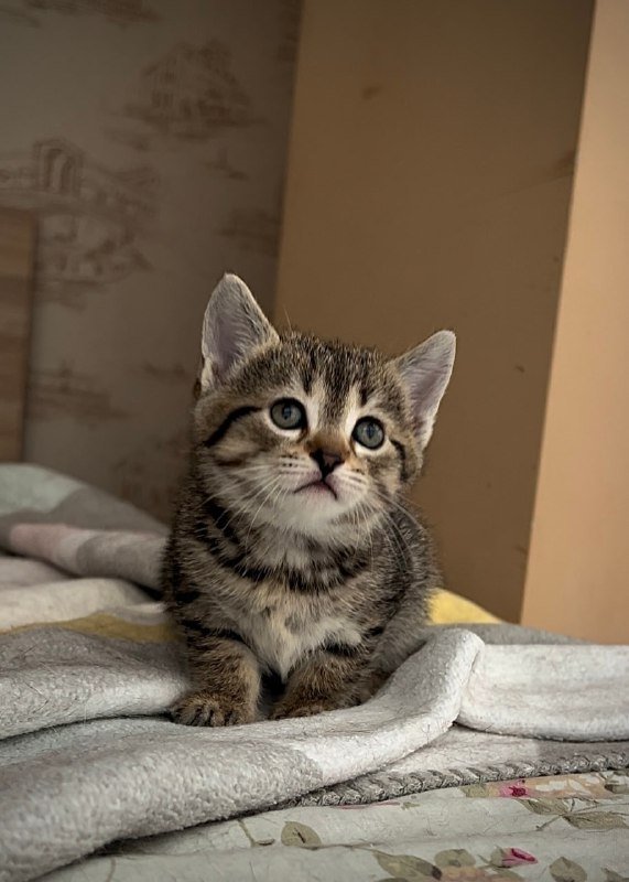 котята мальчик и девочка для ответственных родителей