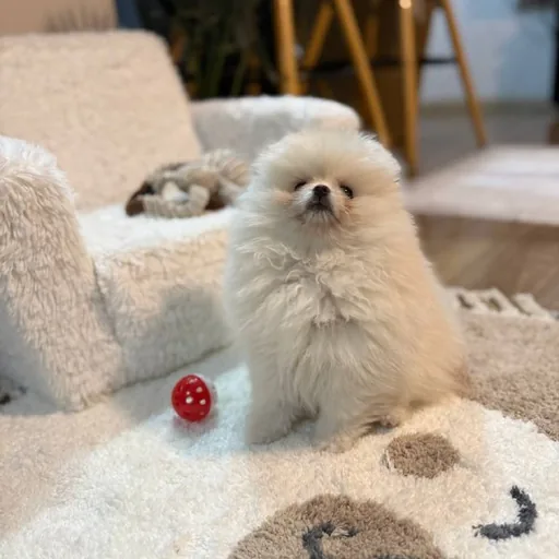 Super mini Pom puppies