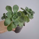 Комнатные растения, суккуленты, калатея, традесканция, хлорофитум 6