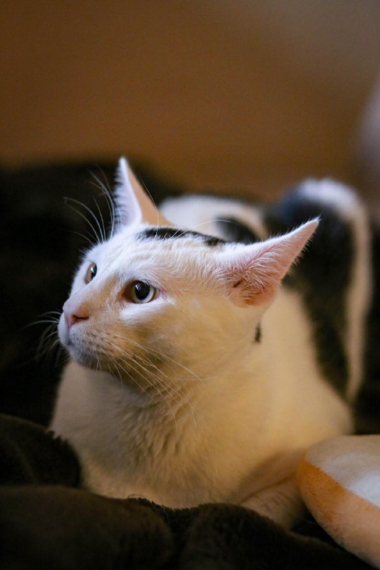 Коты Ako и Гудини ищут дом