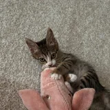 Котёнок ищет новый дом 3