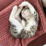 Котенок 2
