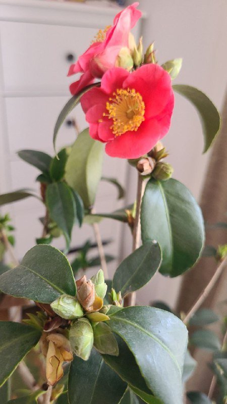 Пуф, барные стулья, шезлонг JYSK, качели, пледы, ковёр, комнатные растения 7