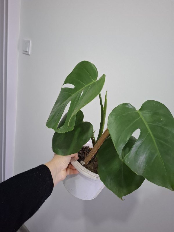 Строманты, монстеры, бегонии, суккуленты 6