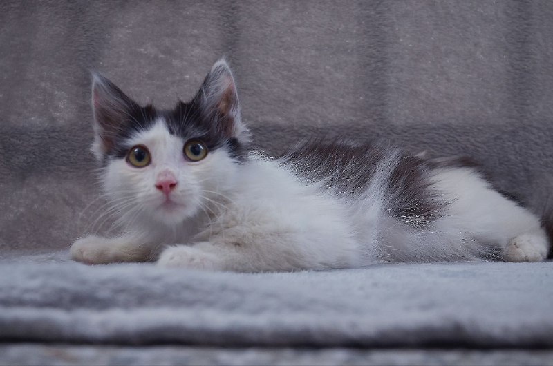 Котенок Ромби в поисках дома 2