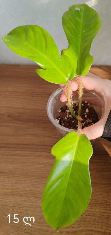 Комнатные растения 5