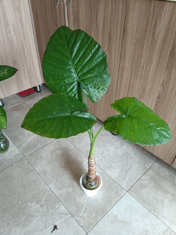 Неольстамира саркофилла, Алоказия, Пахира, Драцена розовая 2