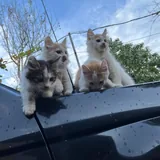 Котята в добрые руки 3