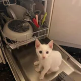 Котёнок Шмупсик 3