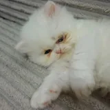 Персидские котята 4