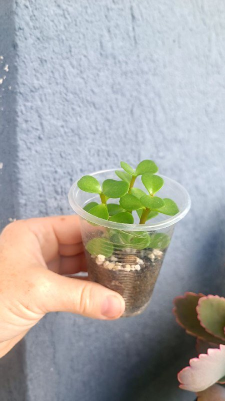 Крассула Голлум, Граптоседум, Каланхоэ и другие растения 6