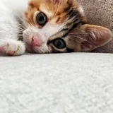 Котенок 1