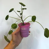 Пилея монетолистная 4