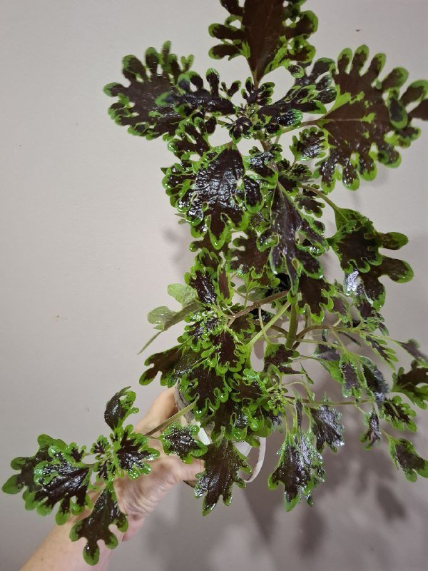 Монстеры разных размеров, рафидофора, папоротник, суккуленты, роули 8