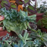 Суккуленты разных сортов 4