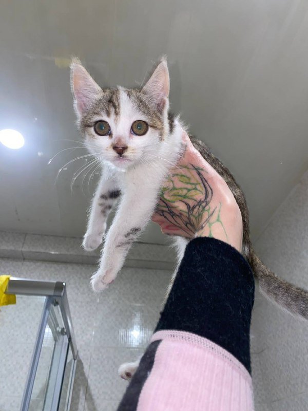 котята 1,5 месяца 2