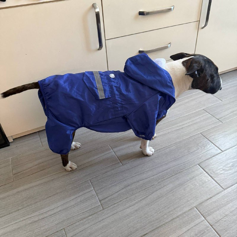 Дождевик на маленькую собаку