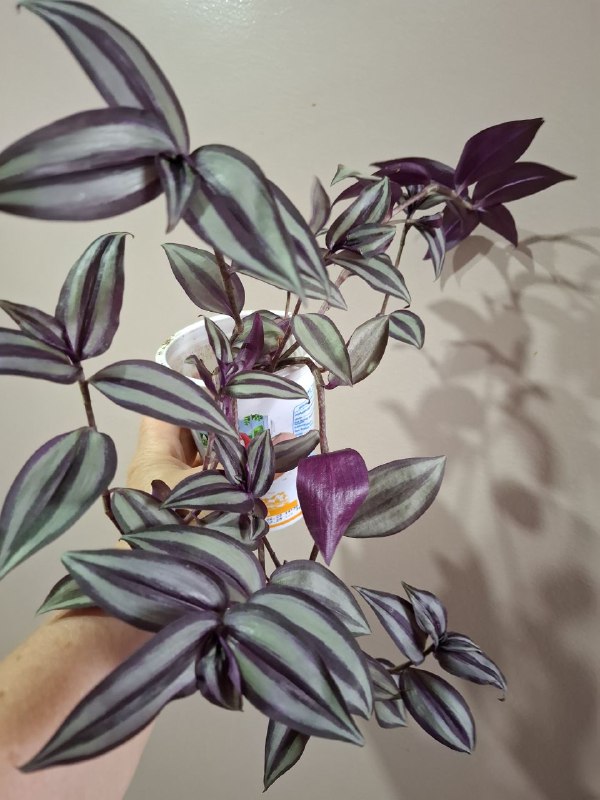 Фикус эластика, пеперомия, портулак, традесканции, шеффлера, седум пальмери 7