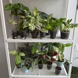 Комнатные растения, укоренённые черенки, детки растений 1