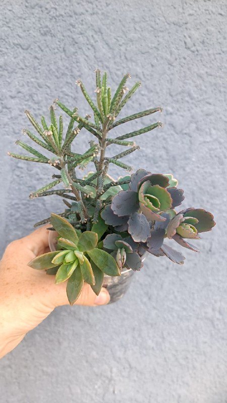 Каланхоэ Федченко, Каланхоэ Бехарское, композиция суккулентов 4